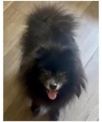 Lost Male Dog last seen Sunland, Lower Valley , Bear Valley Springs, CA 93561