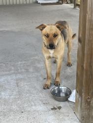 Found/Stray Male Dog last seen Behind the Valero at Carraway and 2978, Magnolia, TX 77354