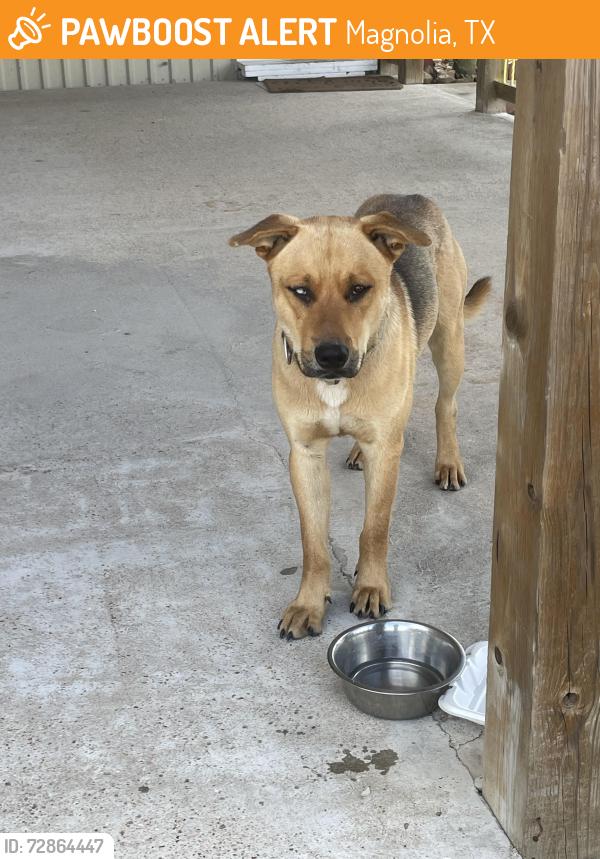 Found/Stray Male Dog last seen Behind the Valero at Carraway and 2978, Magnolia, TX 77354