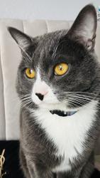 Lost Male Cat last seen Washington & Rancho, Las Vegas, NV 89106