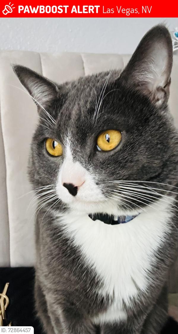 Lost Male Cat last seen Washington & Rancho, Las Vegas, NV 89106