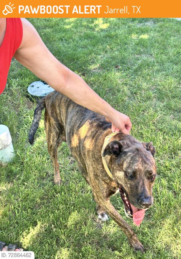 Found/Stray Unknown Dog last seen Corn hill dr, Jarrell, TX 76537