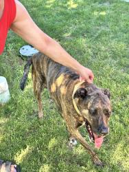 Found/Stray Unknown Dog last seen Corn hill dr, Jarrell, TX 76537