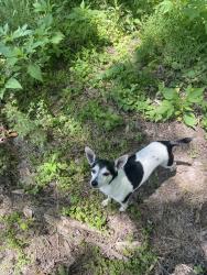 Lost Male Dog last seen Nottingham and Tchluhoma, Southaven, MS 38671