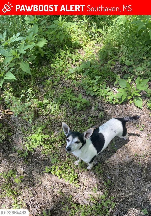 Lost Male Dog last seen Nottingham and Tchluhoma, Southaven, MS 38671