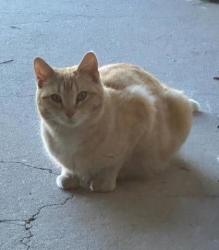 Shelter Stray Female Cat last seen Near Enid Dr, Lithonia, GA 30058, 30058, GA, Atlanta, GA 30341