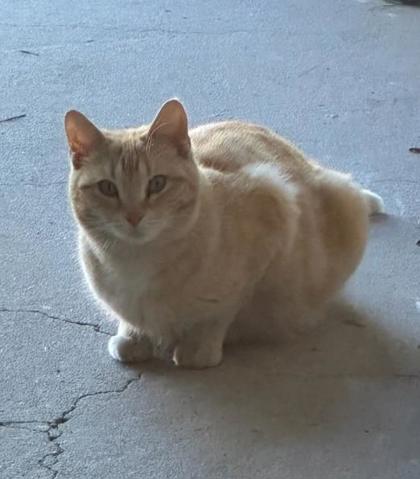 Shelter Stray Female Cat last seen Near Enid Dr, Lithonia, GA 30058, 30058, GA, Atlanta, GA 30341