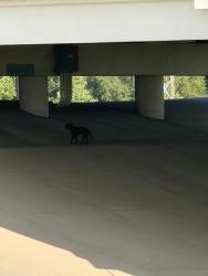 Found/Stray Male Dog last seen Near N Riverfront Blvd, Dallas, TX 75207, Dallas, TX 75207