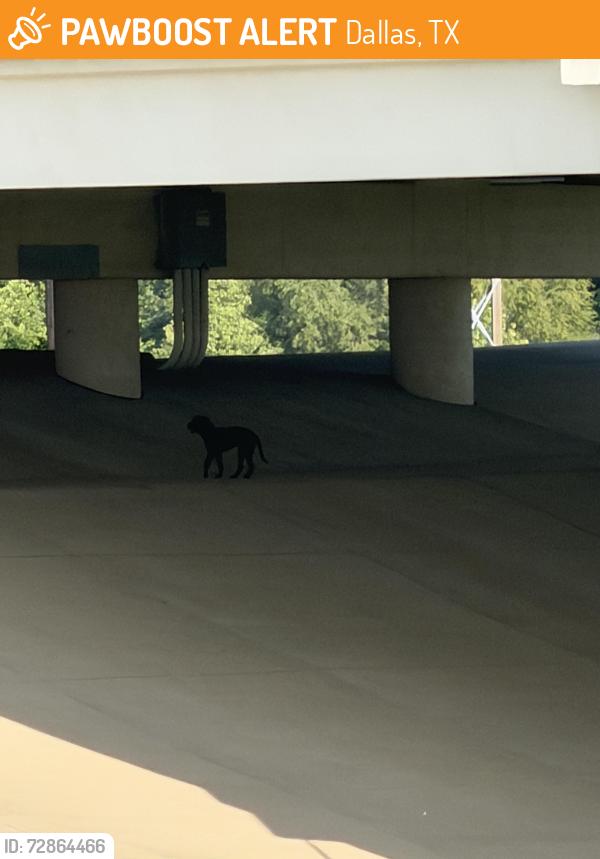 Found/Stray Male Dog last seen Near N Riverfront Blvd, Dallas, TX 75207, Dallas, TX 75207