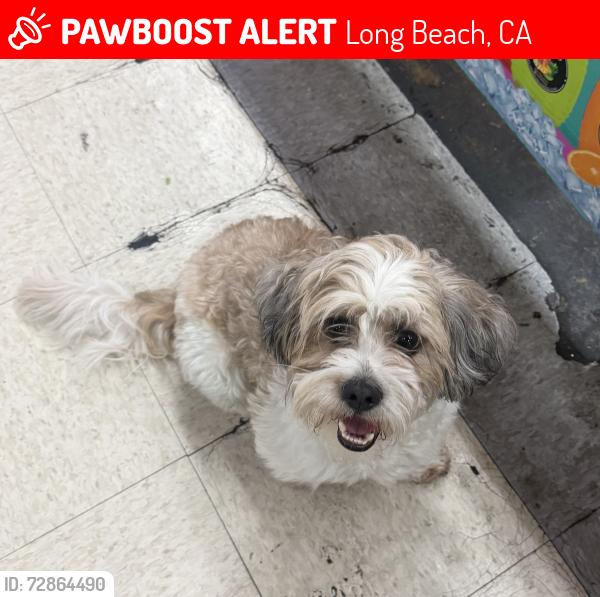 Lost Male Dog last seen e cambridge st and long beach blvd, Long Beach, CA 90805