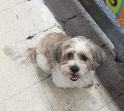 Lost Male Dog last seen e cambridge st and long beach blvd, Long Beach, CA 90805