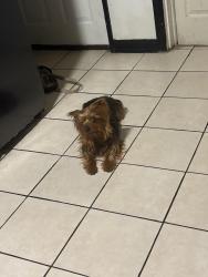 Lost Male Dog last seen Near Taylor Ave , Utica, NY 13501