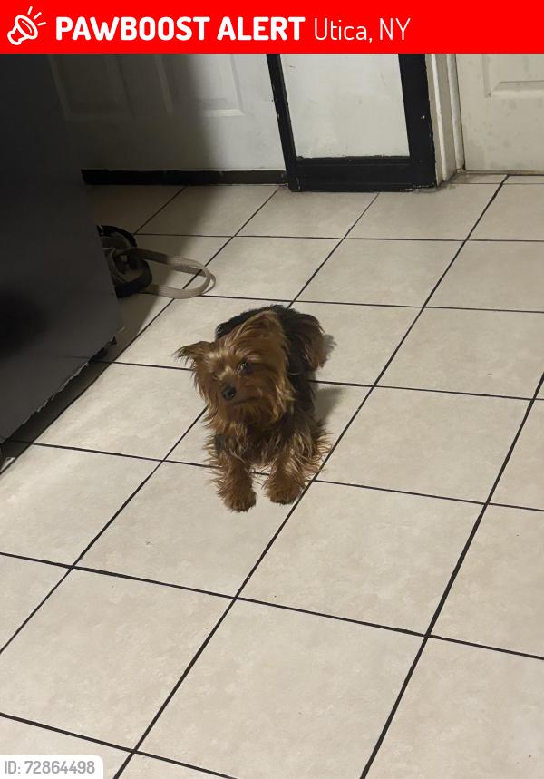 Lost Male Dog last seen Near Taylor Ave , Utica, NY 13501