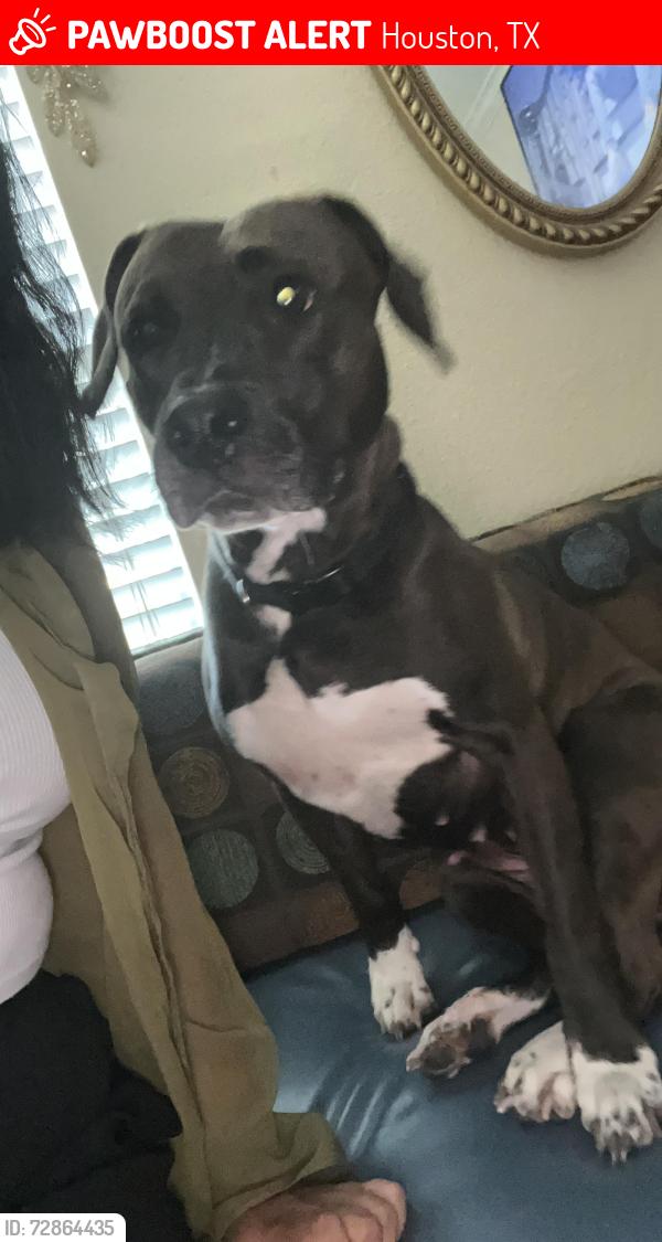 Lost Female Dog last seen Near Fondren Rd, Houston, TX 77096