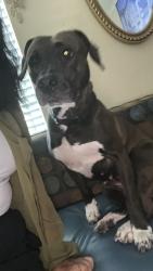 Lost Female Dog last seen Near Fondren Rd, Houston, TX 77096