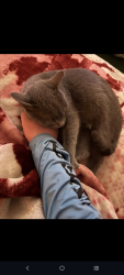 Lost Female Cat last seen Pilot Flying J Travel Center, Carlisle, PA 17013