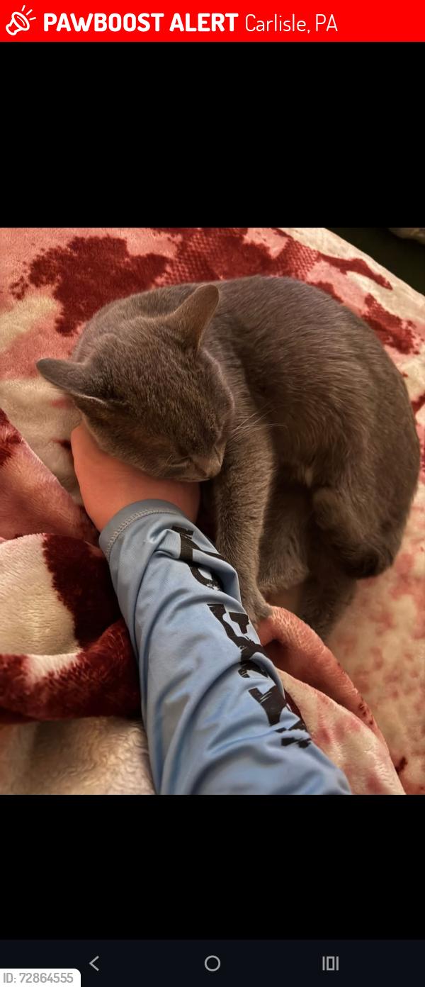 Lost Female Cat last seen Pilot Flying J Travel Center, Carlisle, PA 17013