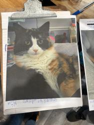 Lost Female Cat last seen Concord Rd & Pages Ct, Billerica, MA 01821