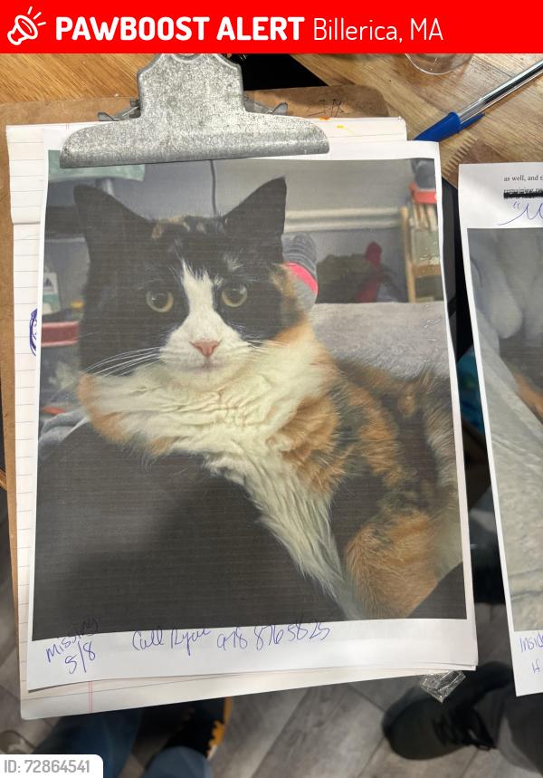 Lost Female Cat last seen Concord Rd & Pages Ct, Billerica, MA 01821