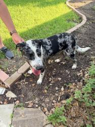 Found/Stray Male Dog last seen Pinehurst and independence, Plano, TX 75075