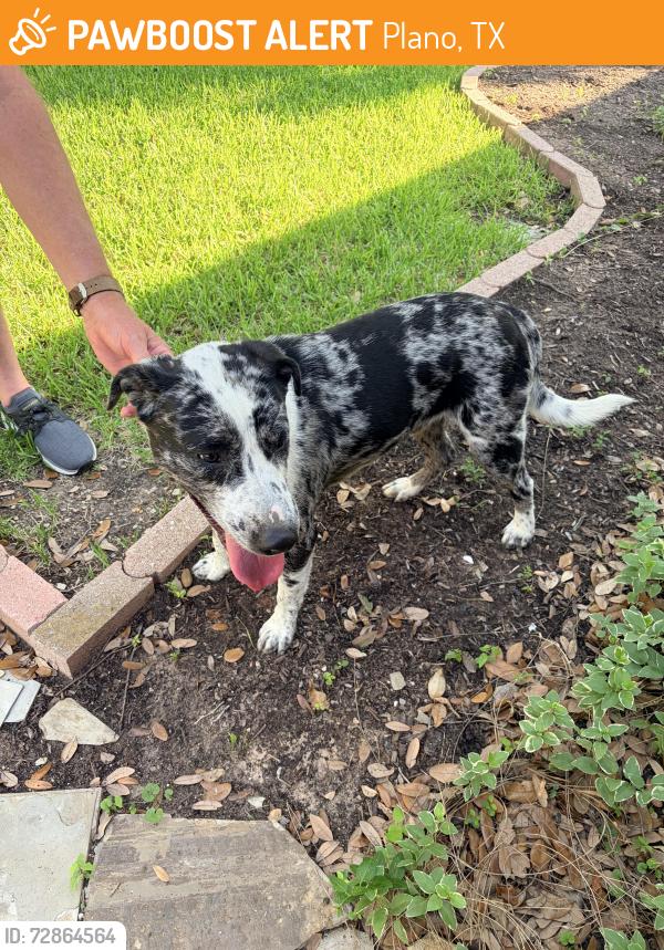 Found/Stray Male Dog last seen Pinehurst and independence, Plano, TX 75075