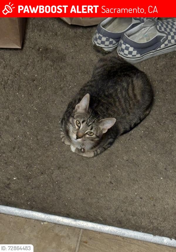 Lost Female Cat last seen Irongate Way, Harwood Way, Iverson Way, N Bend Dr, Sacramento, CA 95835