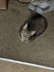 Lost Female Cat last seen Irongate Way, Harwood Way, Iverson Way, N Bend Dr, Sacramento, CA 95835