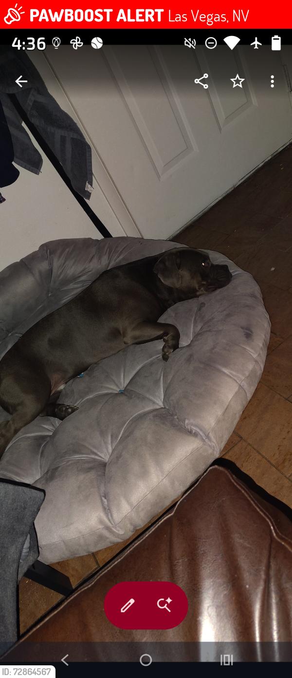 Lost Male Dog last seen N/a, Las Vegas, NV 89101