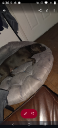 Lost Male Dog last seen N/a, Las Vegas, NV 89101