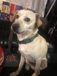 Reunited Male Dog last seen San Pablo ave and john st, Pinole, CA 94564