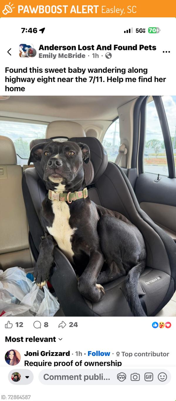 Found/Stray Unknown Dog last seen 7-11 hwy 8 and midway, Easley, SC 29641
