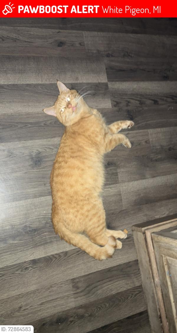 Lost Male Cat last seen Indian prairie road white pigeon , White Pigeon, MI 49099