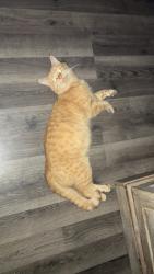 Lost Male Cat last seen Indian prairie road white pigeon , White Pigeon, MI 49099