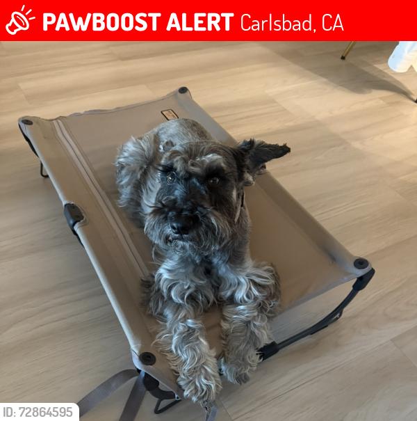 Lost Female Dog last seen Paseo Monona, Carlsbad, CA 92009