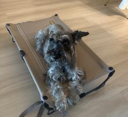 Lost Female Dog last seen Paseo Monona, Carlsbad, CA 92009