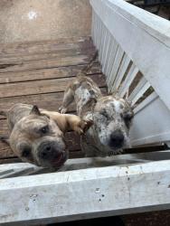 Lost Male Dog last seen Please grove road , McDonough, GA 30252