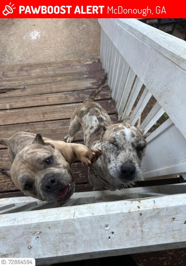 Lost Male Dog last seen Please grove road , McDonough, GA 30252