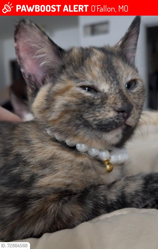 Lost Female Cat last seen Walgreens, Ofallon Fire Dept, Main Street Ofallon Library, O'Fallon, MO 63366