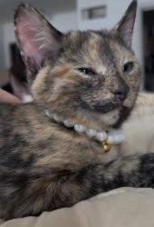 Lost Female Cat last seen Walgreens, Ofallon Fire Dept, Main Street Ofallon Library, O'Fallon, MO 63366