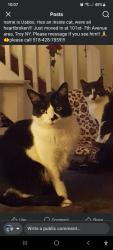 Lost Male Cat last seen 101st-102nd Troy, NY 12180, Troy, NY 12180