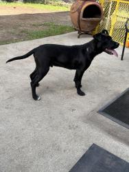 Found/Stray Male Dog last seen Park, San Antonio, TX 78260