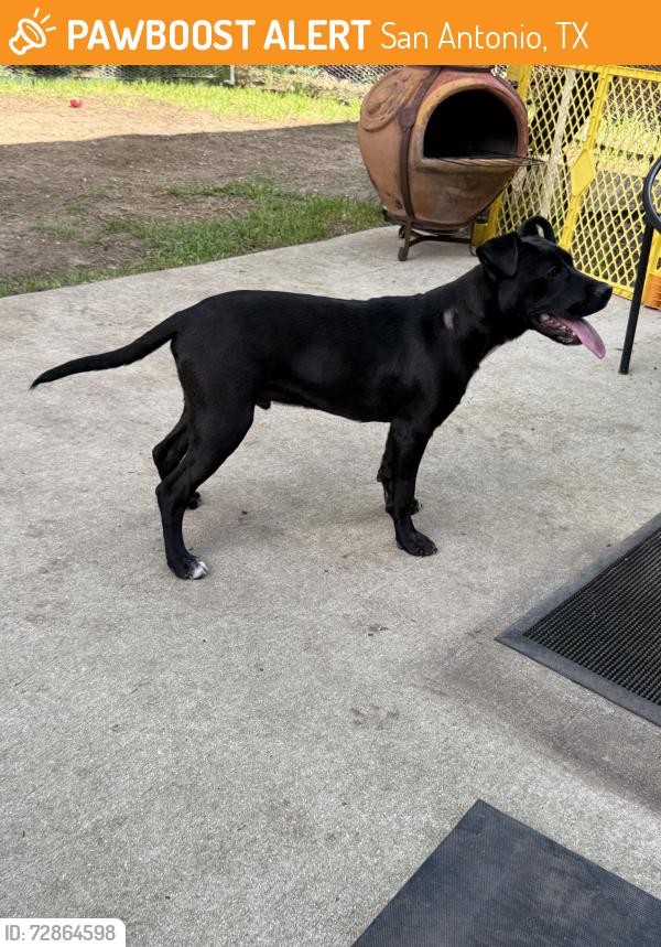 Found/Stray Male Dog last seen Park, San Antonio, TX 78260