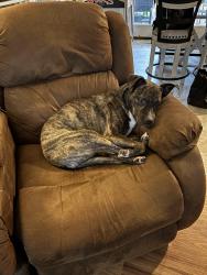 Lost Female Dog last seen Bradford road , Clark County, WA 98682