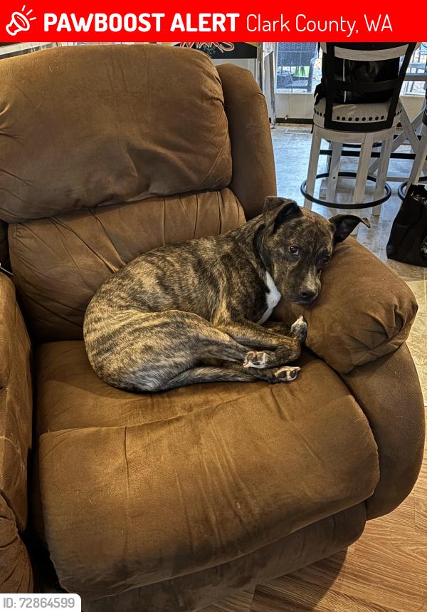 Lost Female Dog last seen Bradford road , Clark County, WA 98682