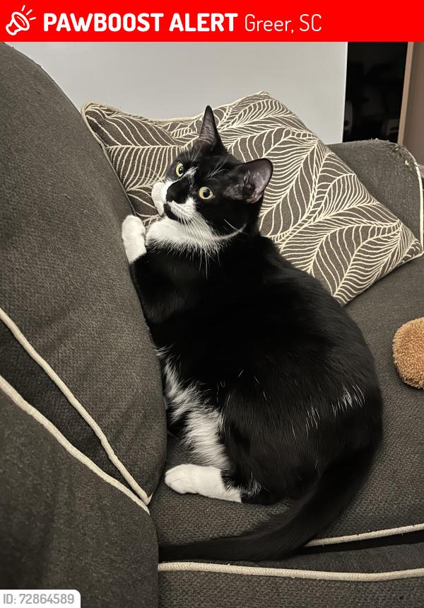Lost Female Cat last seen Country club crossing , Greer, SC 29651