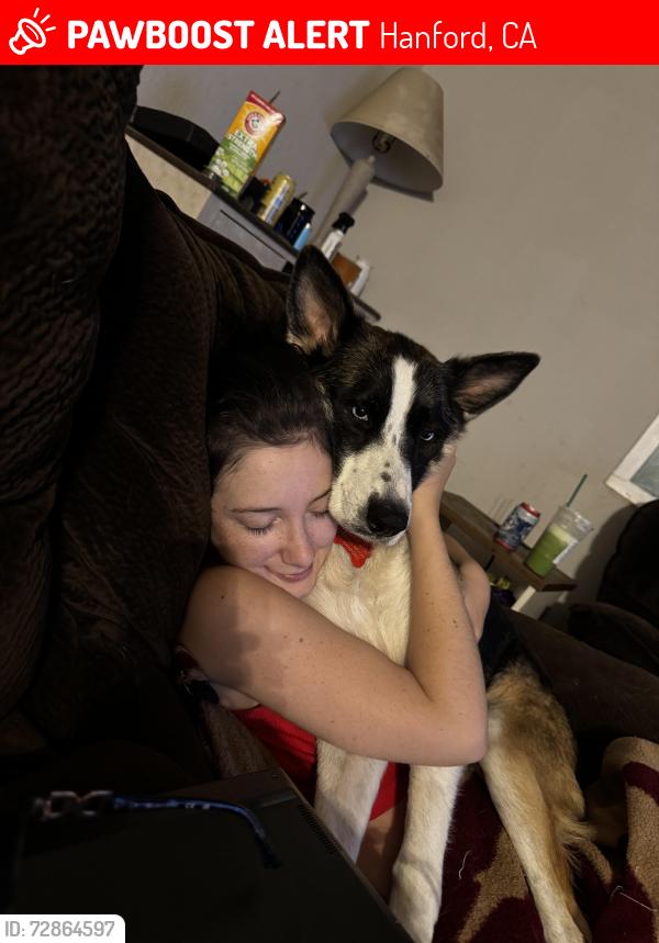 Lost Female Dog last seen 11th and Hanford armona by the dmv, Hanford, CA 93230