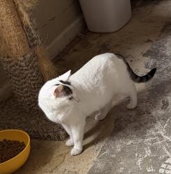 Lost Female Cat last seen Moss St., Kannapolis, NC 28081
