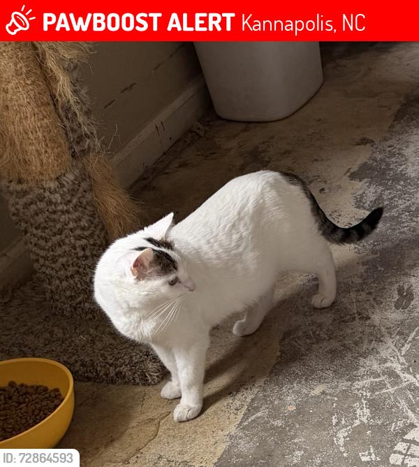 Lost Female Cat last seen Moss St., Kannapolis, NC 28081