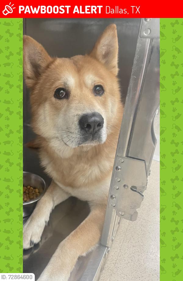 Lost Male Dog last seen North dallas veterinary hosp, Dallas, TX 75234
