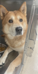 Lost Male Dog last seen North dallas veterinary hosp, Dallas, TX 75234